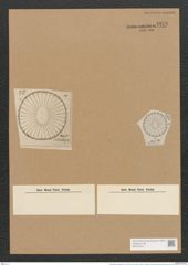 Campylodiscus browneanus var. rotula (Grun.) (de-Toni-Nr.: Genus 57, Species 2472) Zeichnungen Sammlung Grunow Nr. 4976 (NHMW-BOT-W0373210)